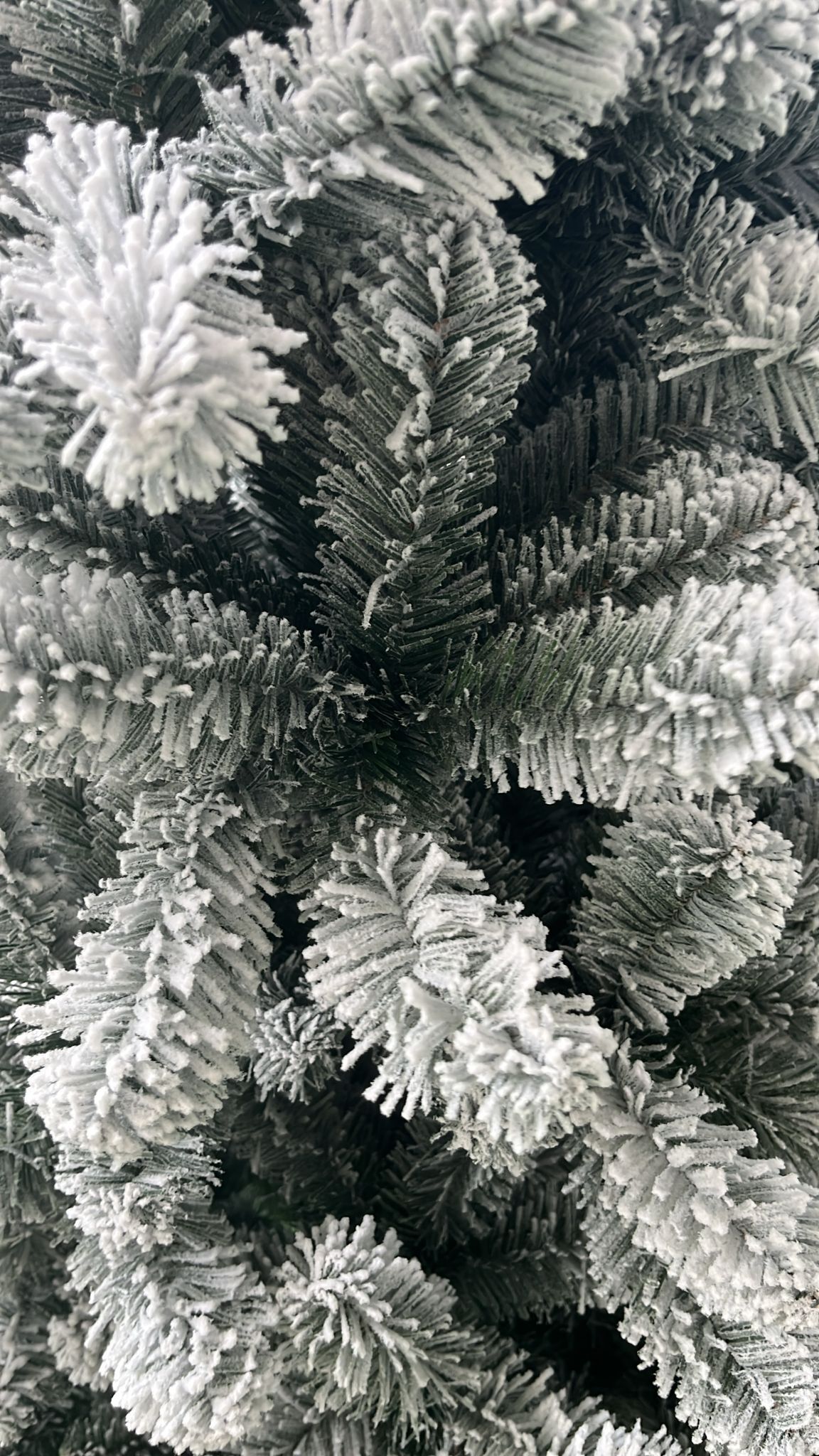 Flora