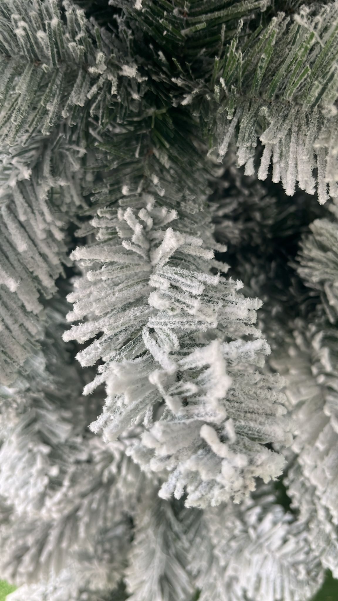 Flora