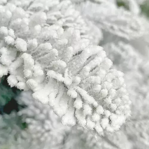 Flora