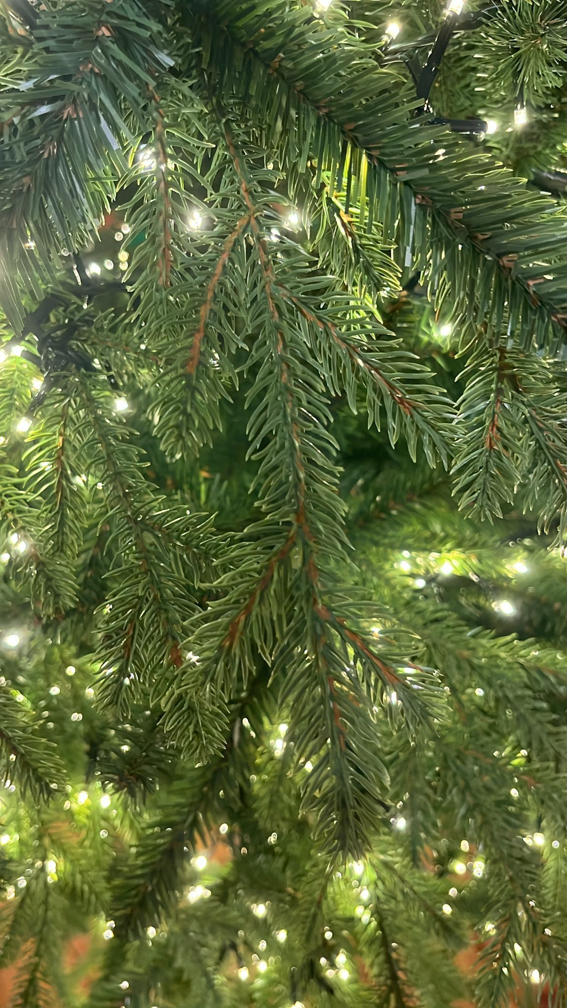 Flora